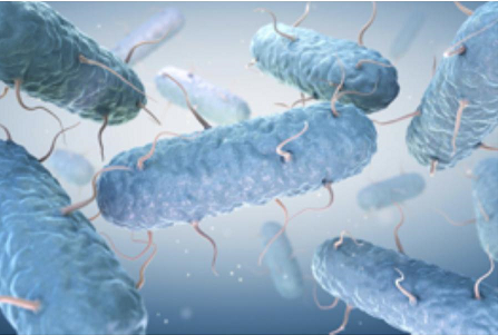 What is Coliform Bacteria?
